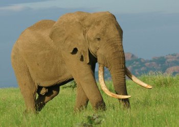 It does not get any better than this! The Great Plains Conservation Camps and Lodges